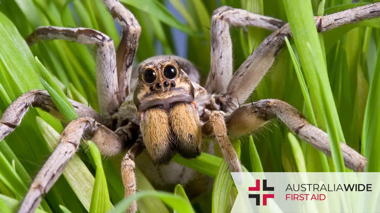 Close up of a brown hairy spider hiding among grass