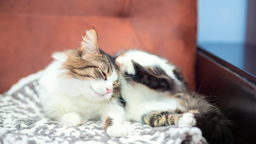 Cat scratching its head while lying down