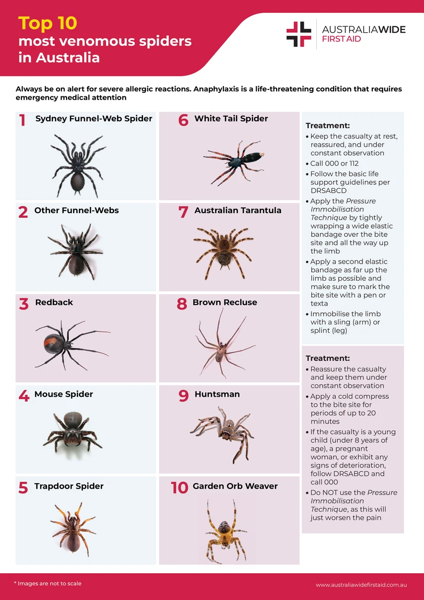 Spider Bite Identify Treat